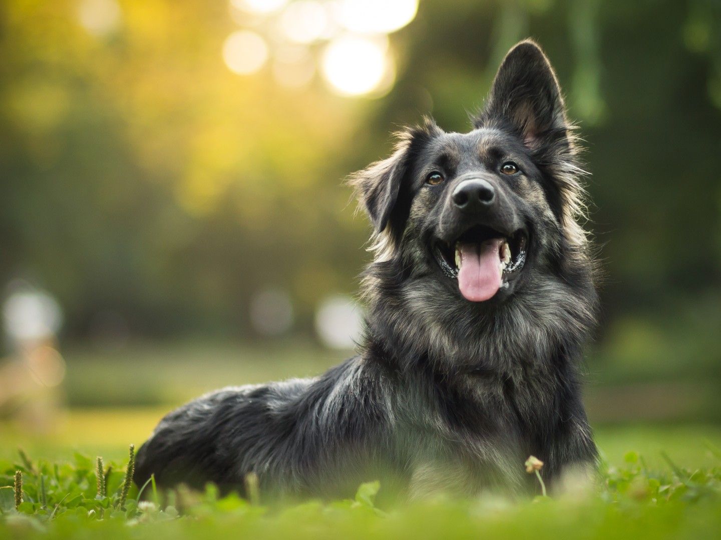 For The Dog